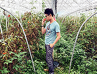Picking organic tomatoes in Baguazhou's ecological farm (Photo Credit: Fan Dezhi)